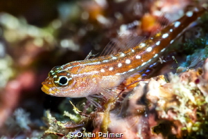 I found this spectacular red & white spotted pygmy goby w... by Owen Palmer 